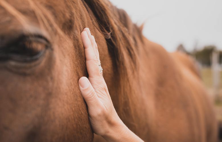 Services Communication animale Caroline Beauchamp