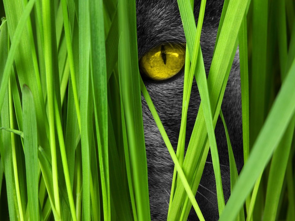Chat au regard observateur, qui pourrait être perdu, caché dans la nature, les feuilles