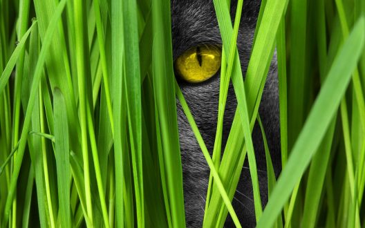 Chat au regard observateur, qui pourrait être perdu, caché dans la nature, les feuilles