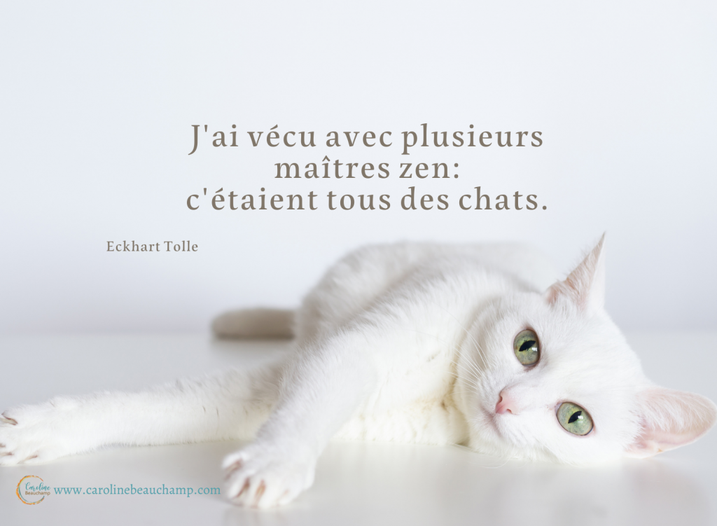 Le Blogue De Caroline Ouverture De Conscience Communication Animale