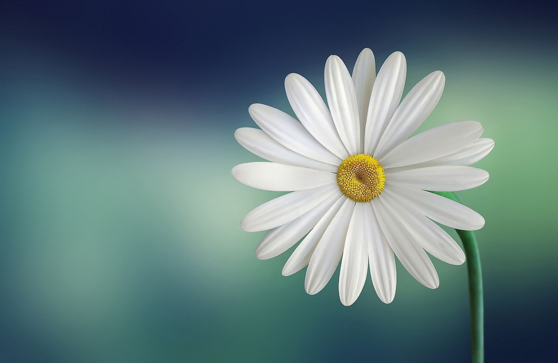 marguerite-Web