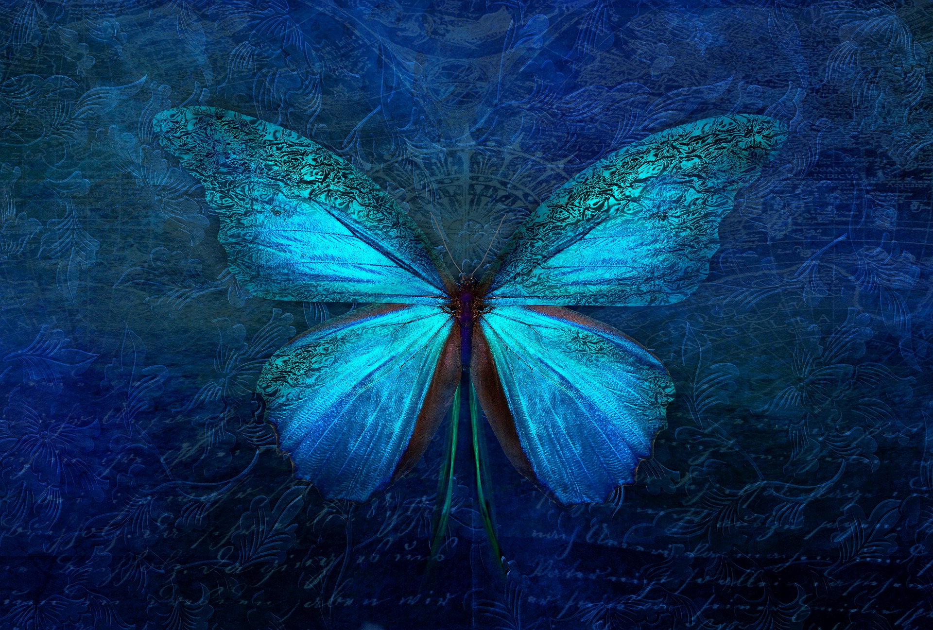 Papillon bleu